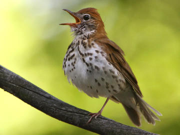 wood thrush