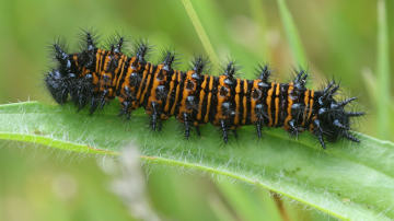 Baltimore checkerspot caterpillar