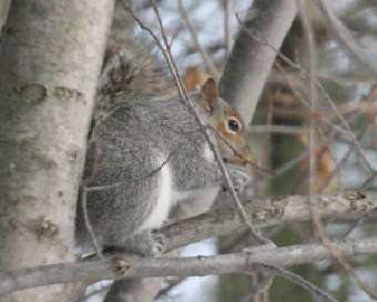 gray squirrel