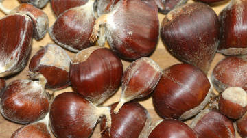 chestnuts