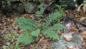 evergreen wood fern