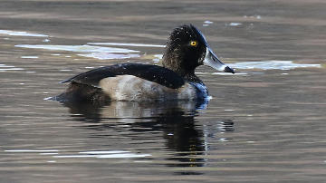 male ring-necked duck