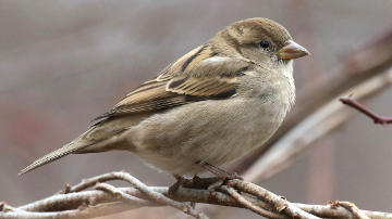 female house sparrow