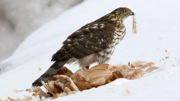 juvenile Cooper’s hawk, eating