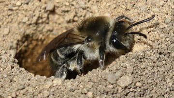 cellophane bee