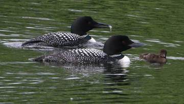 pair of loons with chick