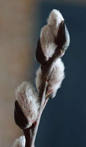 early pussy willow flower