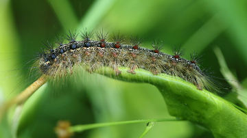 gypsy moth caterpillar