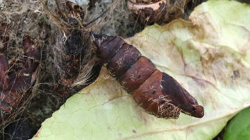 gypsy moth pupa