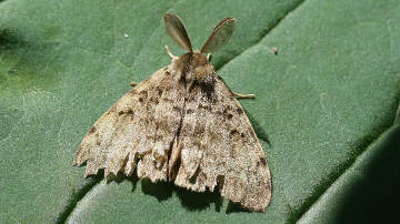 male gypsy moth
