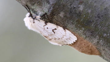 female gypsy moth