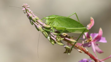 katydid