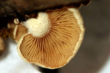 night light mushroom gills