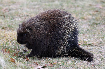 North American porcupine