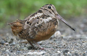 American woodcock