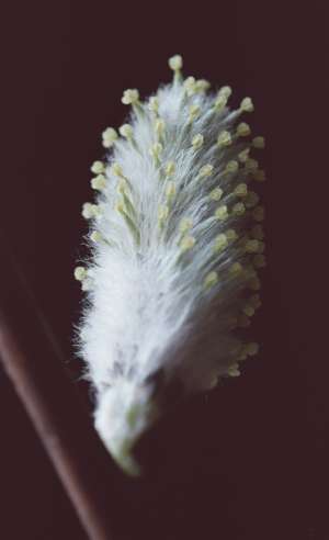 female pussy willow flower