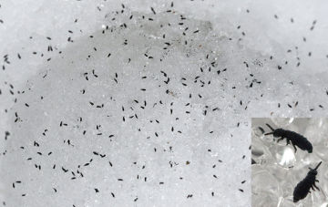 Snow fleas or springtails