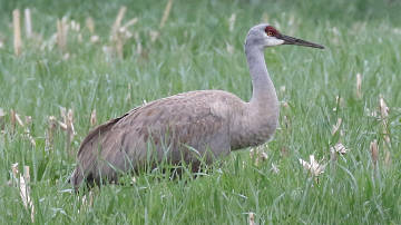 sandhill crane