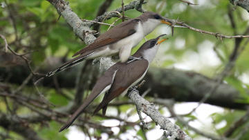 yellow-billed cuckoos