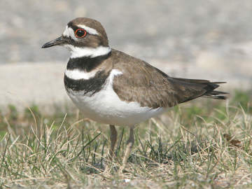 killdeer