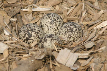 killdeer nest with eggs