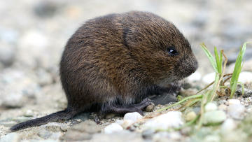 vole