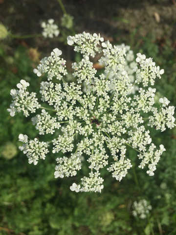 Queen Anne’s Lace flowerhead