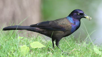 common grackle