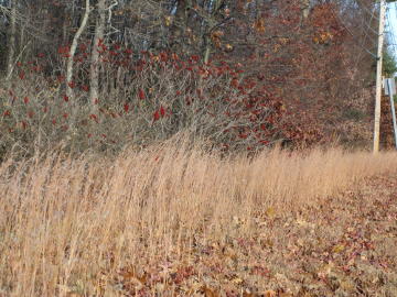 little bluestem grass