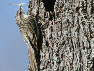 brown creeper