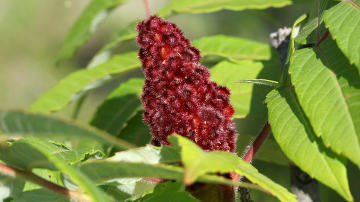 staghorn sumac berries