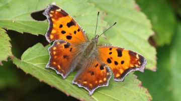 eastern comma butterfly