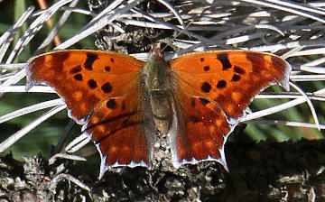 question mark butterfly