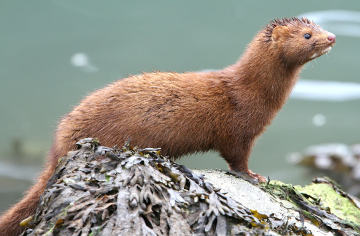 American mink