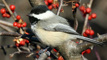 black-capped chickadee