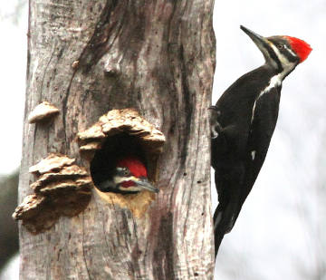 pileated woodpeckers
