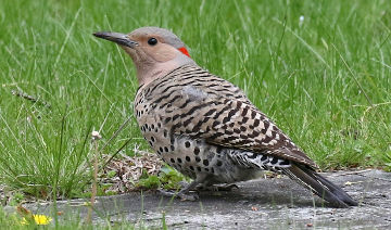 northern flicker male vs female