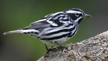 male black-and-white warbler