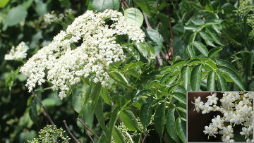 elderberry