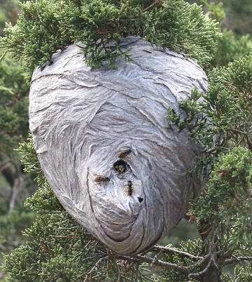 Wasp nest with yellowjackets