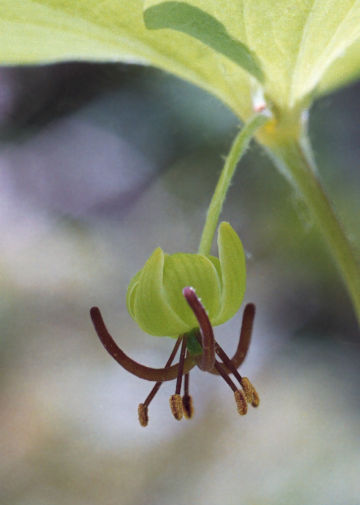 blossom of Indian cucumber root