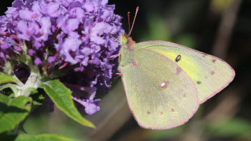 clouded sulphur butterfly