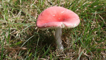 red russula mushroom