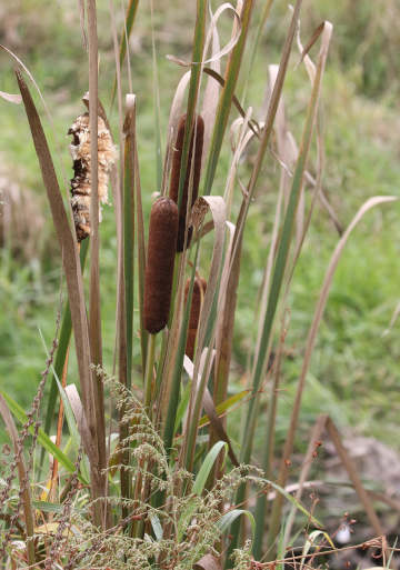 cattails