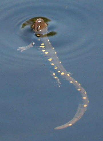 spotted salamander