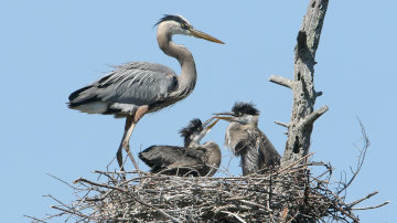 great blue heron with chicks