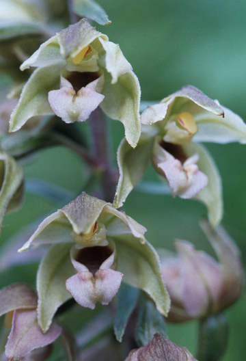 helleborine