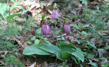 pink lady’s slippers