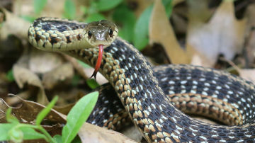 garter snake flicking its tongue