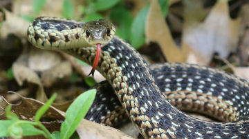 Snakes, Nature